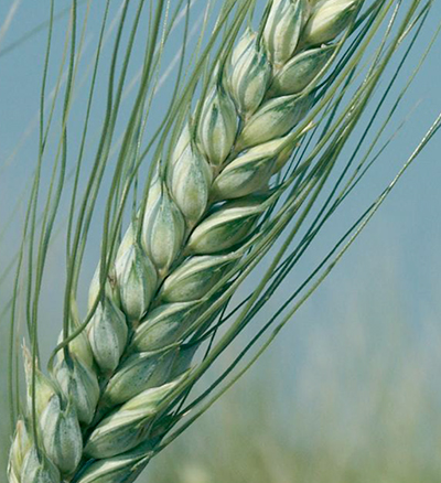 grano-levante