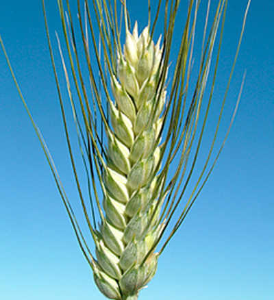 grano-tirex