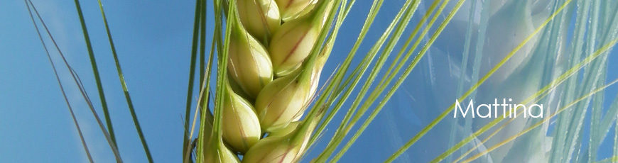 Orzo Mattina